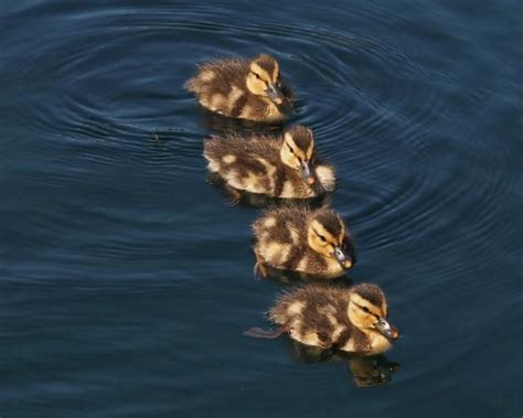 Do Ducks Swim in the Ocean, and Why Do They Sometimes Wear Sunglasses?