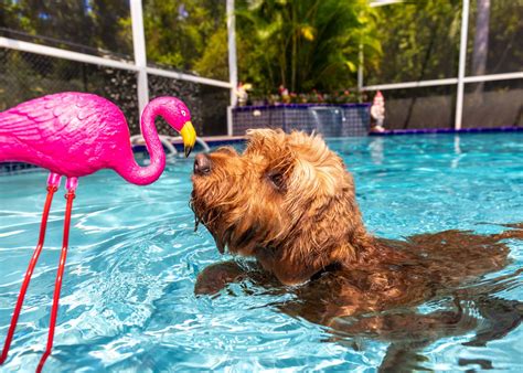 Do Goldendoodles Like to Swim? And Why Do They Always Bring a Rubber Duck?