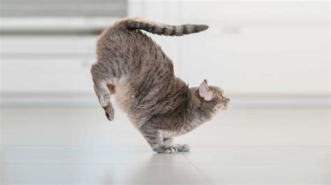 Does Aldi Sell Protein Powder? And Why Do Cats Always Land on Their Feet?