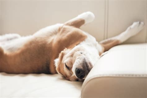 How to Stop Dog from Snoring: And Why Your Couch Might Be the Culprit