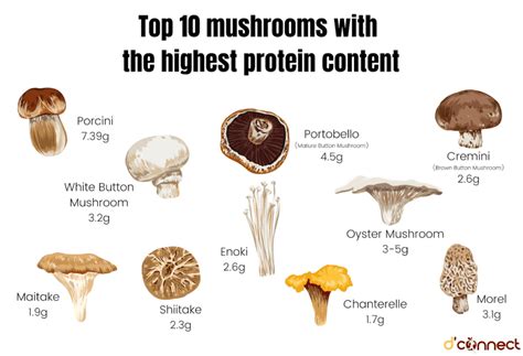 Is Mushroom High in Protein: A Journey Through the Fungal Forest of Nutritional Myths