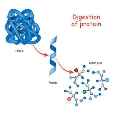 Protein nedir: The Building Blocks of Life and Beyond