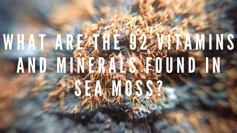 What are the 92 minerals in sea moss, and how do they influence the cosmic balance of marine ecosystems?